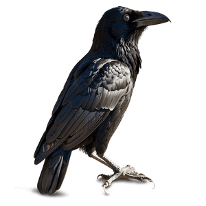 Raven Profile View PNG dlj PNG image with transparent background