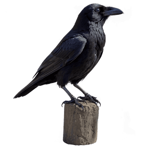 Raven Profile View PNG uyu PNG image with transparent background
