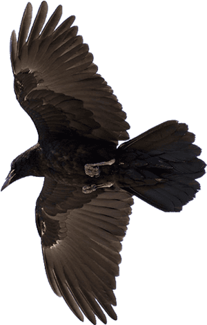 Raven - Raven Bird, HD Png Download PNG image with transparent background