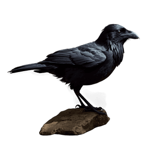 Raven Silhouette PNG 05062024 PNG image with transparent background