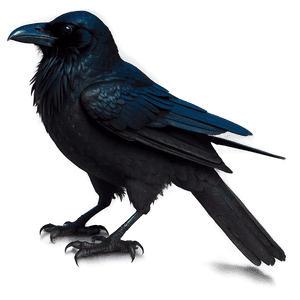 Raven Silhouette PNG gpe PNG image with transparent background