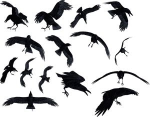 Ravens Png - Raven Png - Ravens Png, Transparent Png PNG image with transparent background