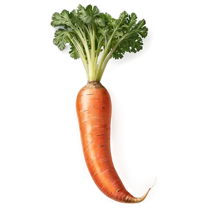 Raw Carrot Png 06132024 PNG Image