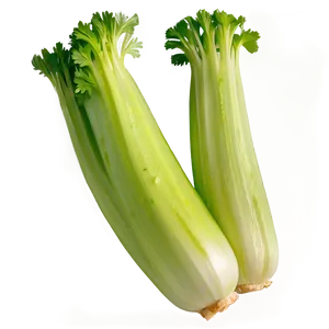 Raw Celery Png 06252024 PNG Image