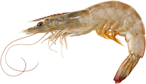 Picture Of Vannamei Prawn - Shrimp Png, Transparent Png PNG