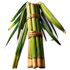 Raw Sugarcane Closeup Png 06262024 PNG Image