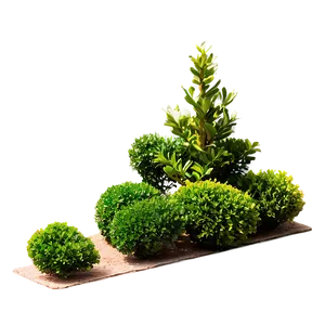 Real Boxwood Png Crs48 PNG Image