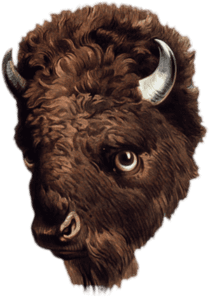 Real Buffalo Chicken Animal, HD Png Download PNG image with transparent background