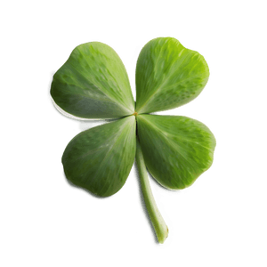 Real Four Leaf Clover PNG 05252024 PNG