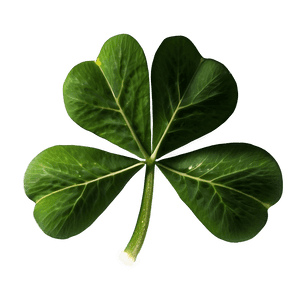 Real Four Leaf Clover PNG 9 PNG