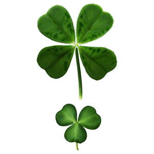 Real Four Leaf Clover PNG nyu16 PNG