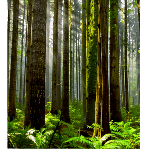 Real Majestic Forests PNG 31 PNG with transparent background
