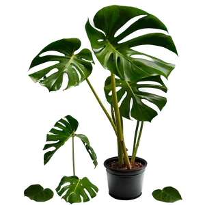 Real Monstera Plant Png Rwu54 PNG Image