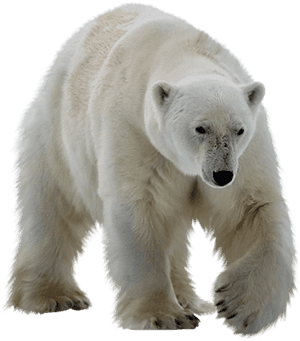 Polar Bear PNG PNG Images