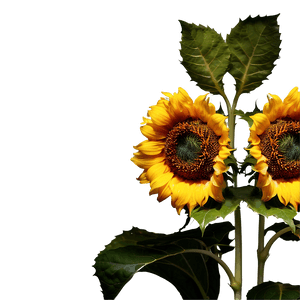 Real Sunflower Transparent PNG 05262024 PNG