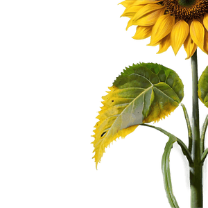 Real Sunflower Transparent PNG 05262024 PNG