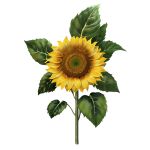 Real Sunflower Transparent PNG wys PNG