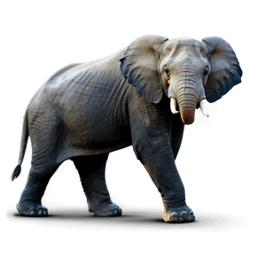 Real Wildlife Adventure PNG mie PNG