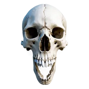 Realistic Animal Skull Art Png Rmp PNG Image