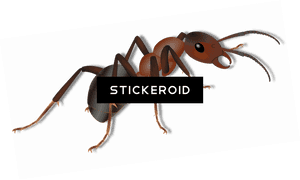 Ant Ants Clipart , Png Download - Ant, Transparent Png PNG image with transparent background