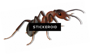 Realistic Ant Illustration PNG Image