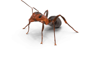Ant Texas Insect - Ant Png, Transparent Png PNG image with transparent background