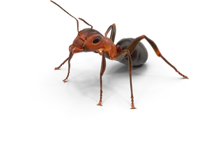 Realistic Ant Illustration PNG Image