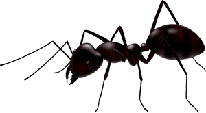 Ants Png Images Free - Ant Png, Transparent Png PNG image with transparent background