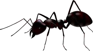 Realistic Ant Illustration PNG Image