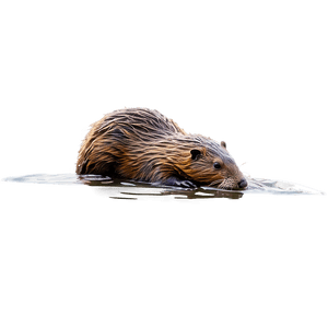 Realistic Beaver Illustration PNG 93 PNG image with transparent background