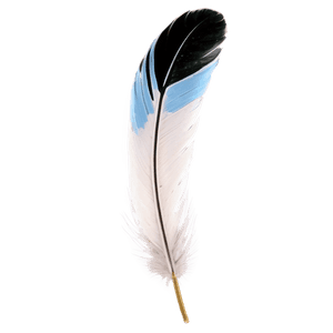 Realistic Bird Feather PNG 46 PNG image with transparent background
