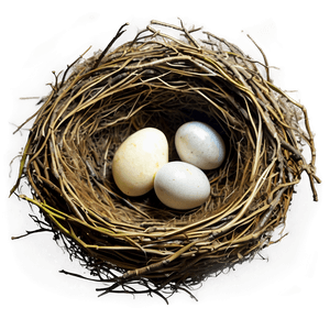Realistic Bird Nest PNG 16 PNG