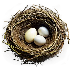 Realistic Bird Nest Png 16 PNG Image