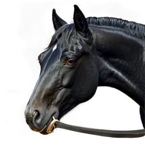 Realistic Black Horse Drawing Png 14 PNG Image