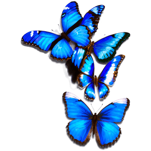 Realistic Blue Butterfly Image PNG 05212024 PNG image with transparent background