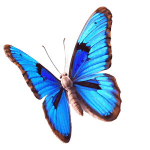 Realistic Blue Butterfly Image PNG 31 PNG image with transparent background