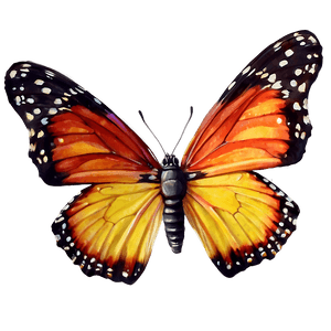 Realistic Butterflies PNG ahx PNG image with transparent background