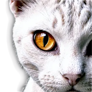 Realistic Cat Head Drawing Png Dbu80 PNG Image