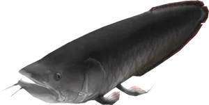 Realistic Catfish Illustration PNG Image