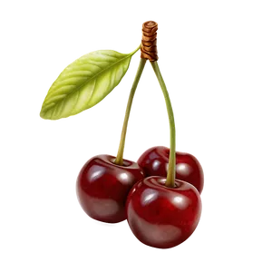 Realistic Cherries Png 59 PNG Image