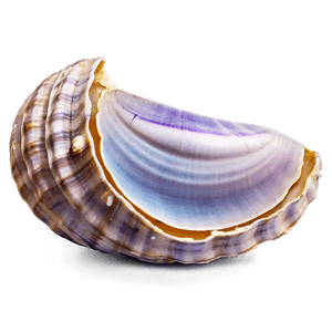 Realistic Clam Shell PNG 05242024 PNG image with transparent background