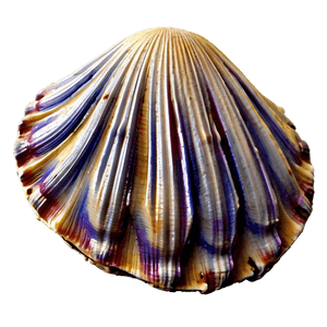 Realistic Clam Shell PNG bjk PNG image with transparent background