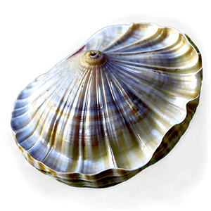 Realistic Clam Shell PNG jor91 PNG image with transparent background