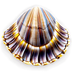 Realistic Clam Shell PNG rca53 PNG image with transparent background