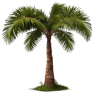 Realistic Coconut Tree PNG 81 PNG