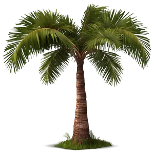 Realistic Coconut Tree Png 81 PNG Image