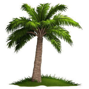 Realistic Coconut Tree PNG 87 PNG