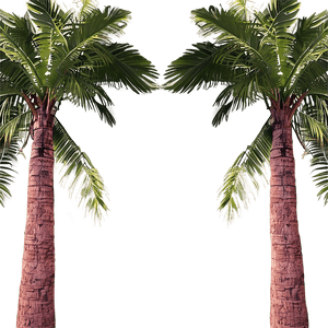 Realistic Coconut Tree PNG anv PNG