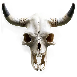 Realistic Cow Skull Render Png 06132024 PNG Image