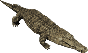 Download Crocodile Png Pic 189 - Crocodile Png, Transparent Png PNG image with transparent background